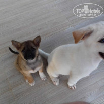 фото из отзыва ID 1429962