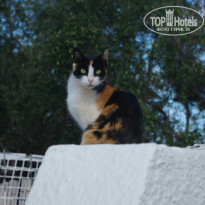 фото из отзыва ID 1429510