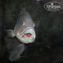 фото из отзыва ID 1430010