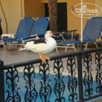 фото из отзыва ID 1430010