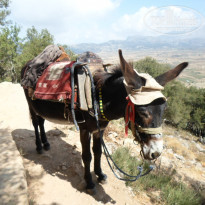 фото из отзыва ID 1430010