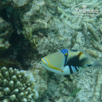 фото из отзыва ID 1431514