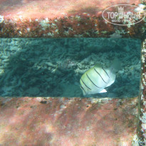 фото из отзыва ID 1431514