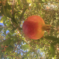 фото из отзыва ID 1431754