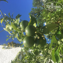 фото из отзыва ID 1431754