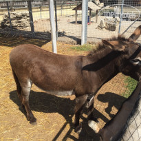 фото из отзыва ID 1431754