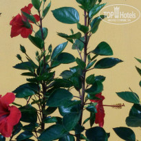 фото из отзыва ID 1431203