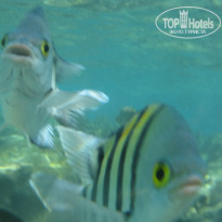 фото из отзыва ID 1432645