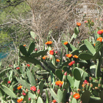 фото из отзыва ID 1433086