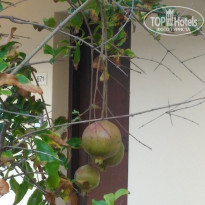 фото из отзыва ID 1433111