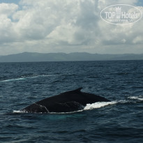 фото из отзыва ID 1433269