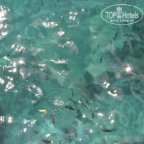 фото из отзыва ID 1433778