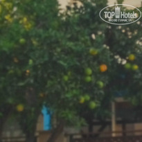 фото из отзыва ID 1433738