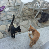 фото из отзыва ID 1434704