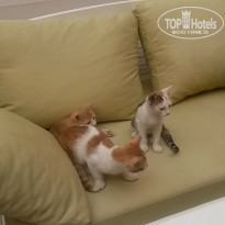 фото из отзыва ID 1434856