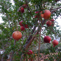 фото из отзыва ID 1435106