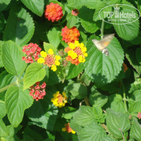 фото из отзыва ID 1435112