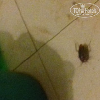 фото из отзыва ID 1435704