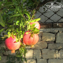 фото из отзыва ID 1436178