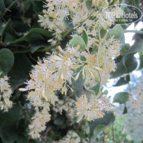 фото из отзыва ID 1436178