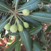 фото из отзыва ID 1436178