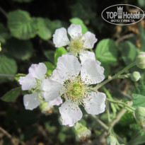 фото из отзыва ID 1436178