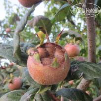 фото из отзыва ID 1436178