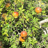 фото из отзыва ID 1436292