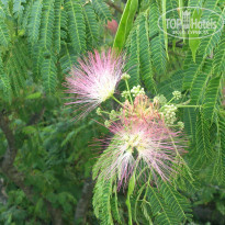 фото из отзыва ID 1436237