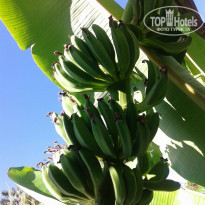 фото из отзыва ID 1437007