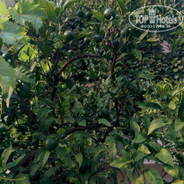 фото из отзыва ID 1437735