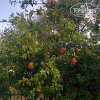 фото из отзыва ID 1437735