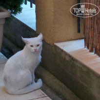 фото из отзыва ID 1437735