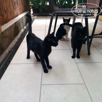 фото из отзыва ID 1437735