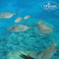 фото из отзыва ID 1438746