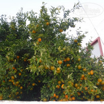 фото из отзыва ID 1438746