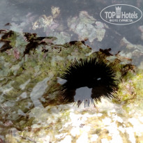 фото из отзыва ID 1438820