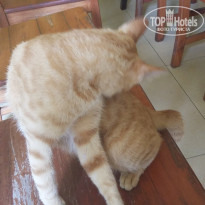 фото из отзыва ID 1439216