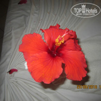 фото из отзыва ID 1437033