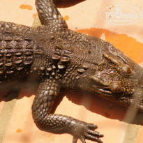 фото из отзыва ID 1437525