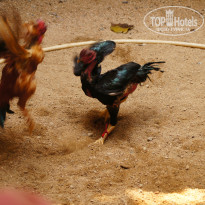 фото из отзыва ID 1437525