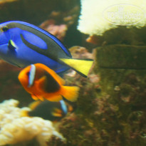 фото из отзыва ID 1437525