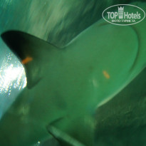 фото из отзыва ID 1437525