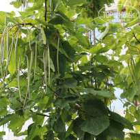 фото из отзыва ID 1430910