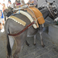 фото из отзыва ID 1436810