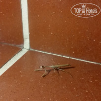 фото из отзыва ID 1440124