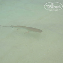 фото из отзыва ID 1440196