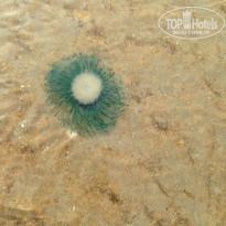 фото из отзыва ID 1440164