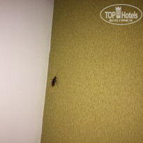 фото из отзыва ID 1440260