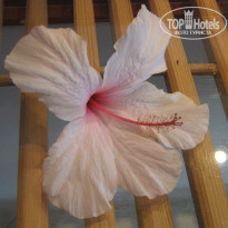 фото из отзыва ID 1440587